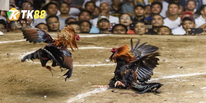 xem-da-ga-online-tk88-khong-nhieu